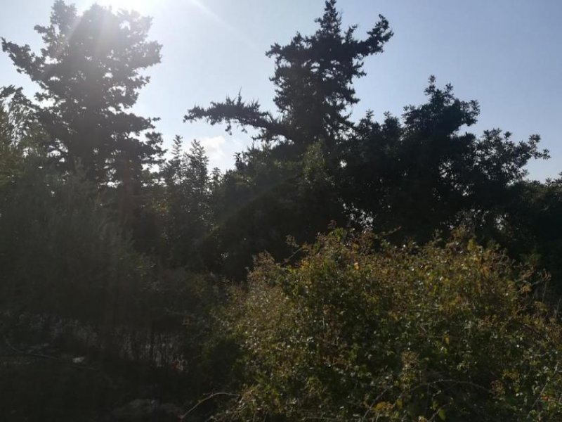 Aspro Olivenhain mit Meer- und Bergblick auf Kreta zum Verkauf Grundstück kaufen